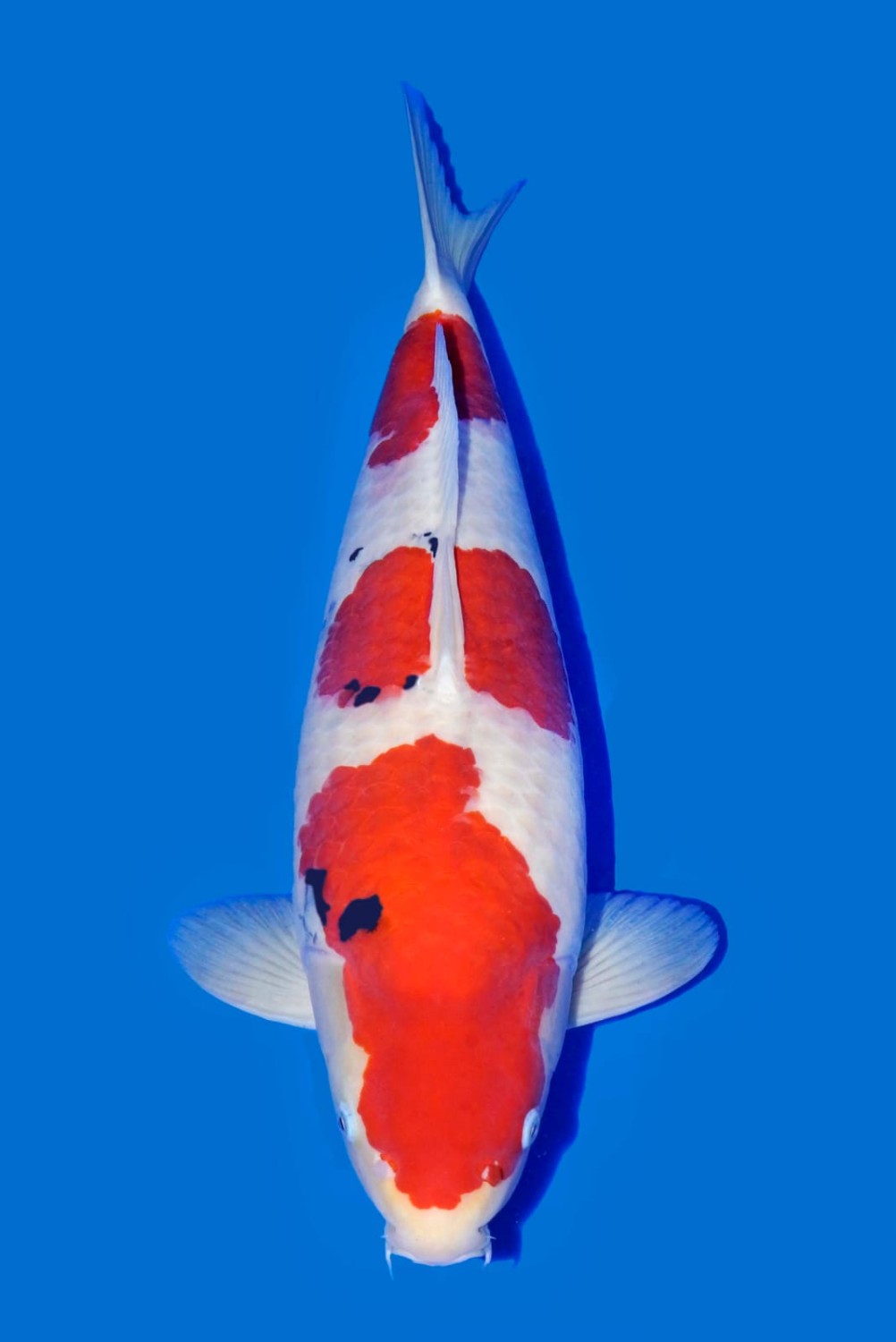 Juara 1