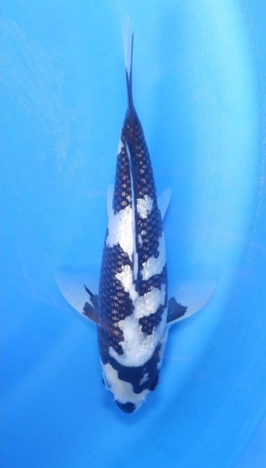 Juara 5