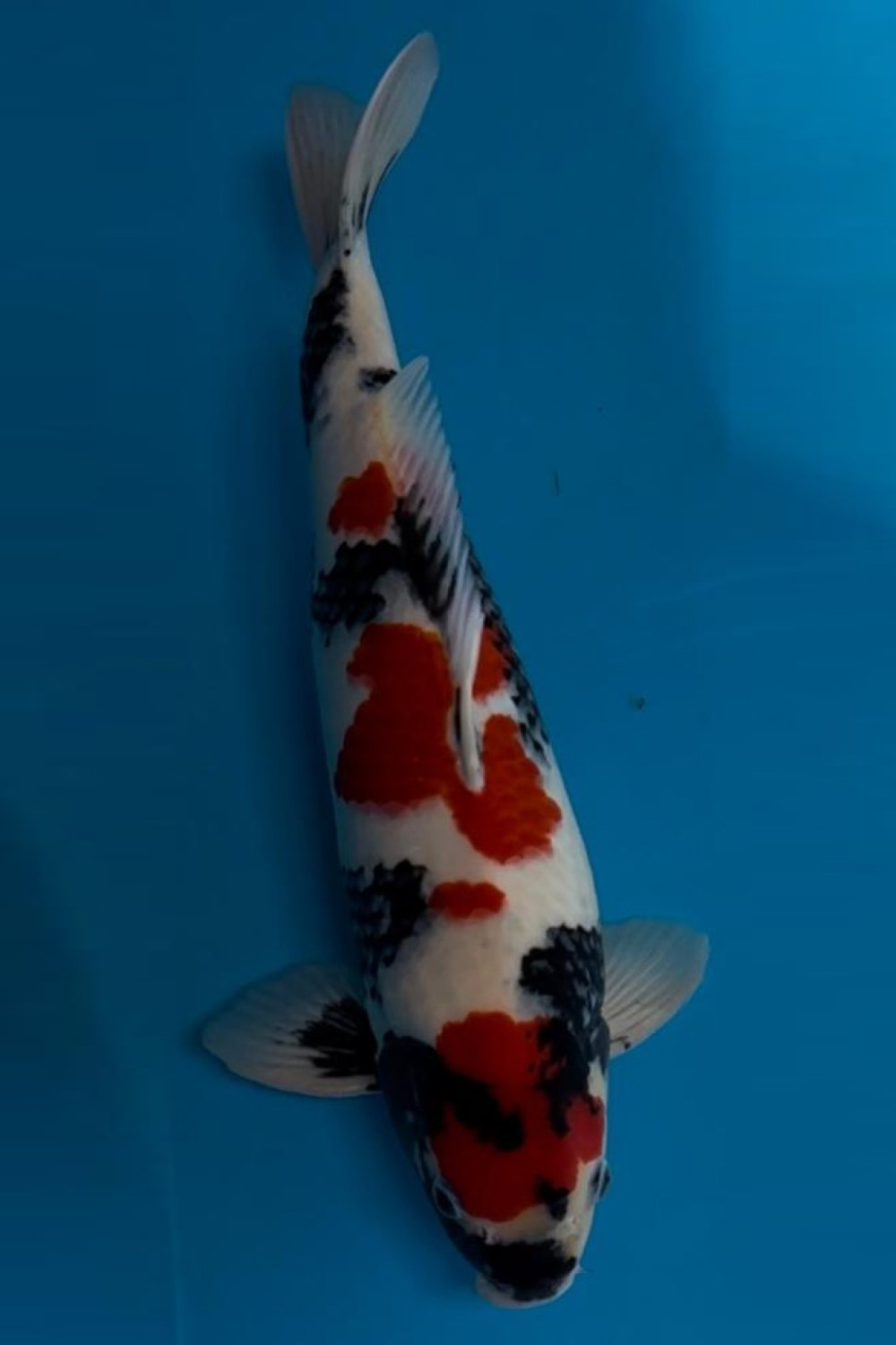 Juara 2