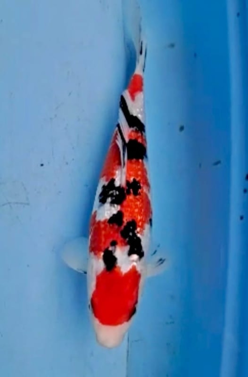 Juara 1