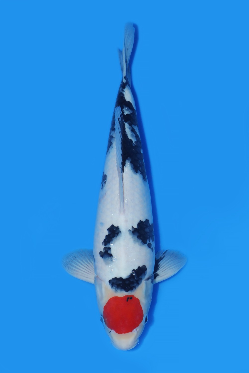 Juara 4