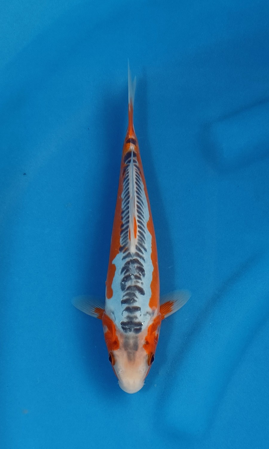 Juara 2