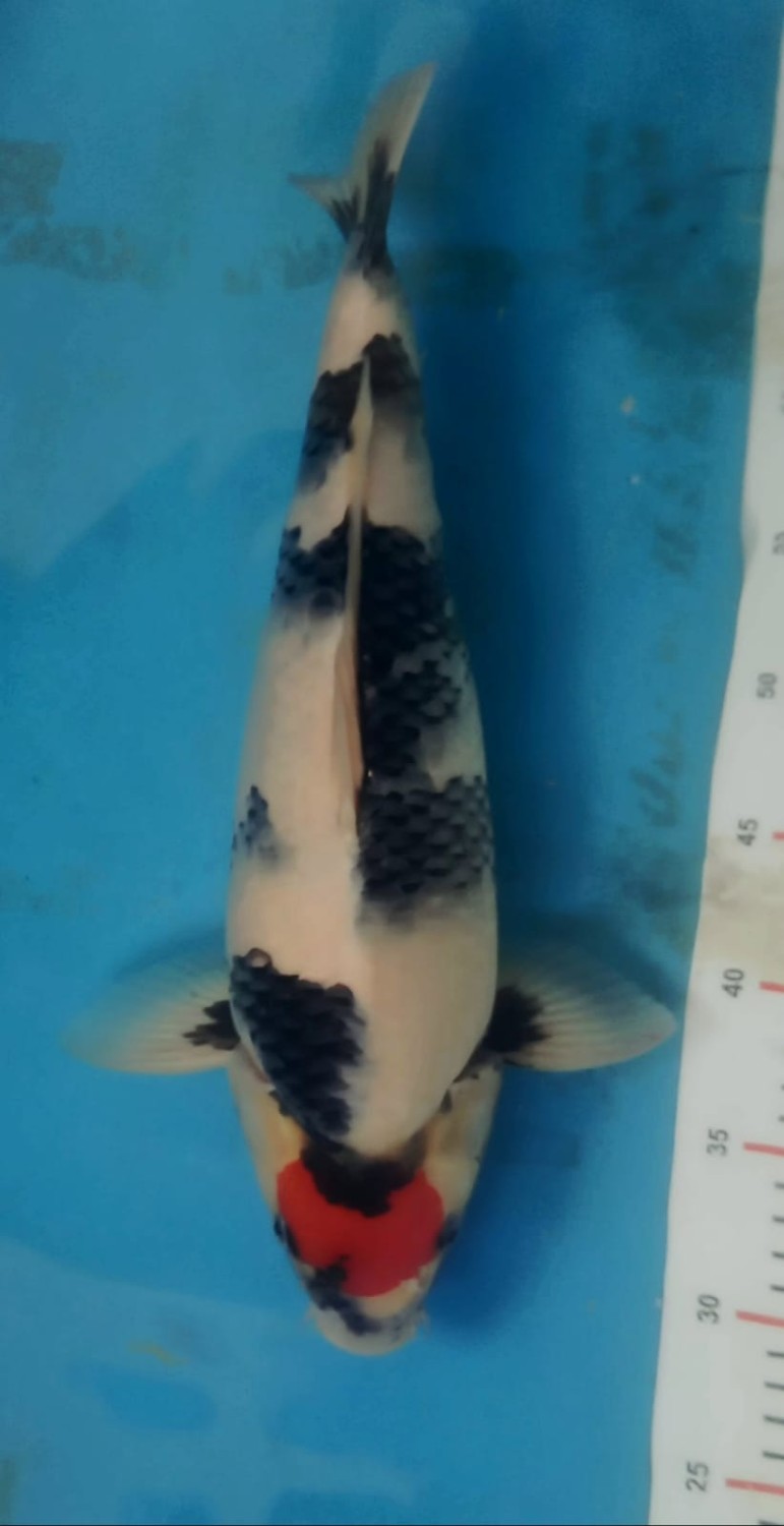 Juara 1