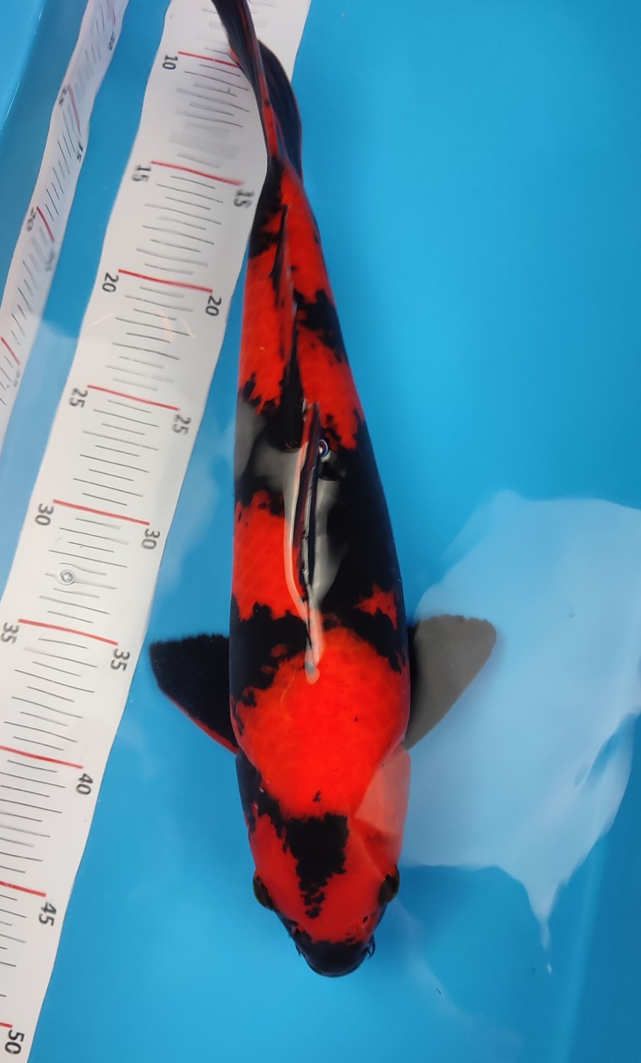 Best In Size D, 36 - 40 cm