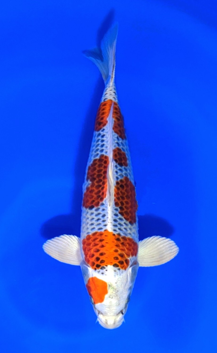 Juara 2