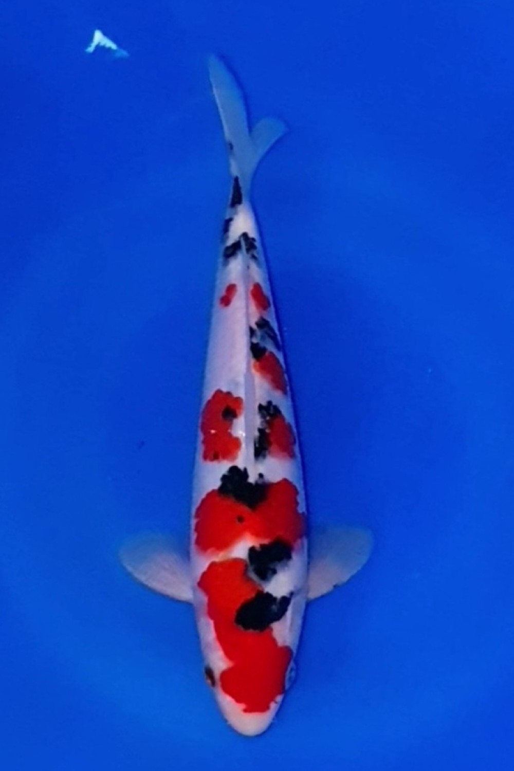 Juara 2