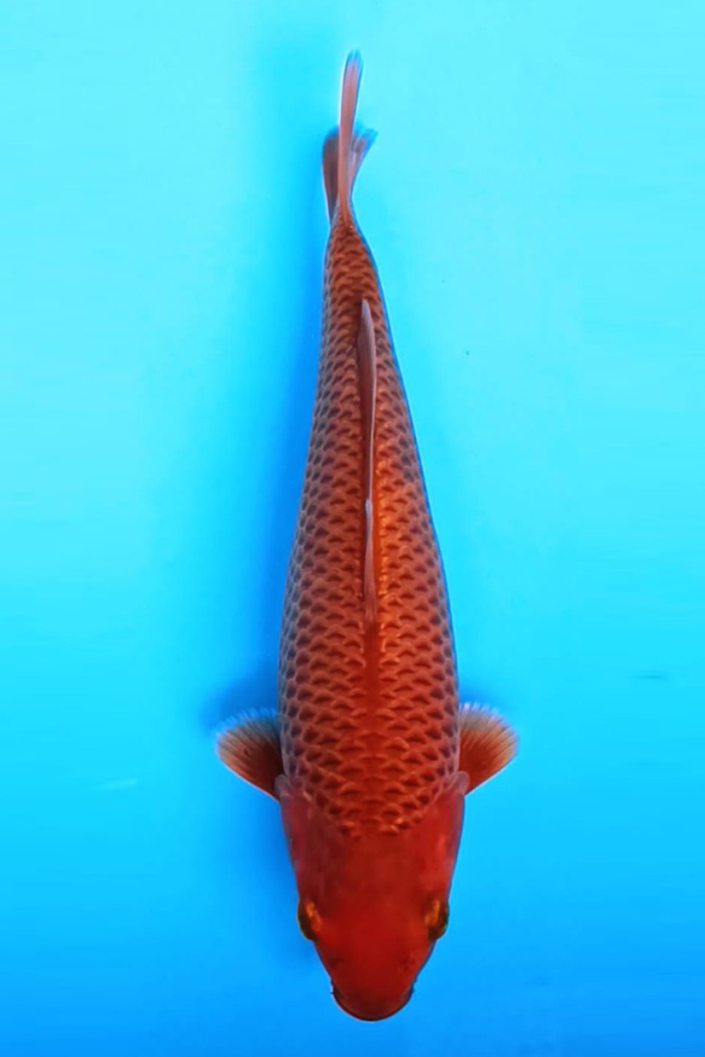 Juara 2