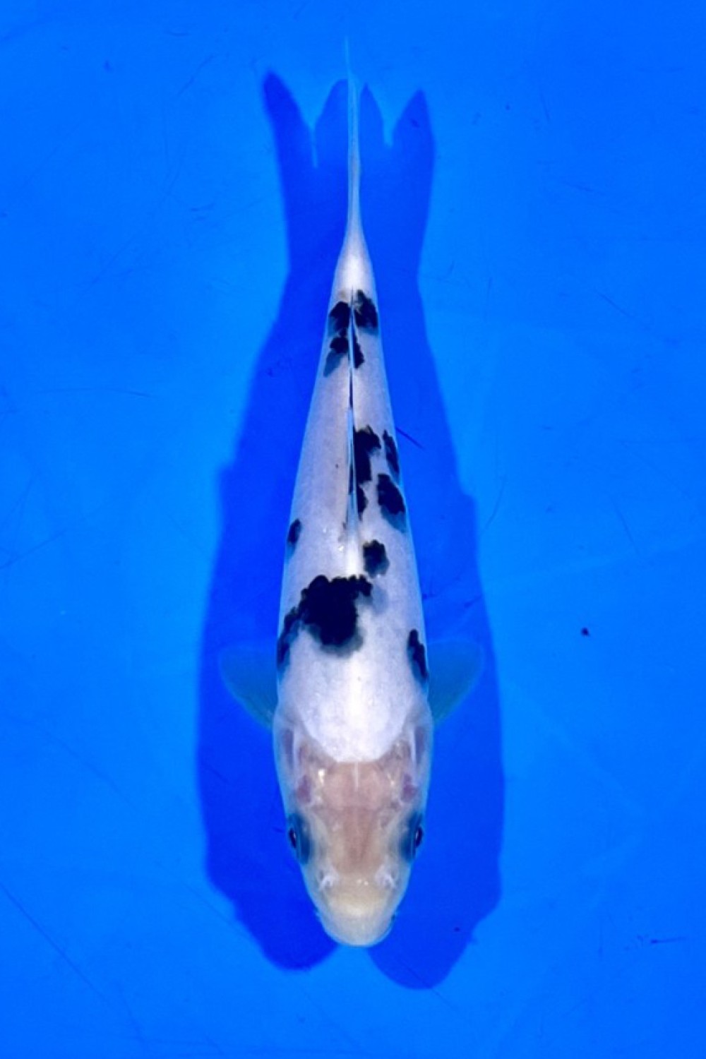 Juara 5