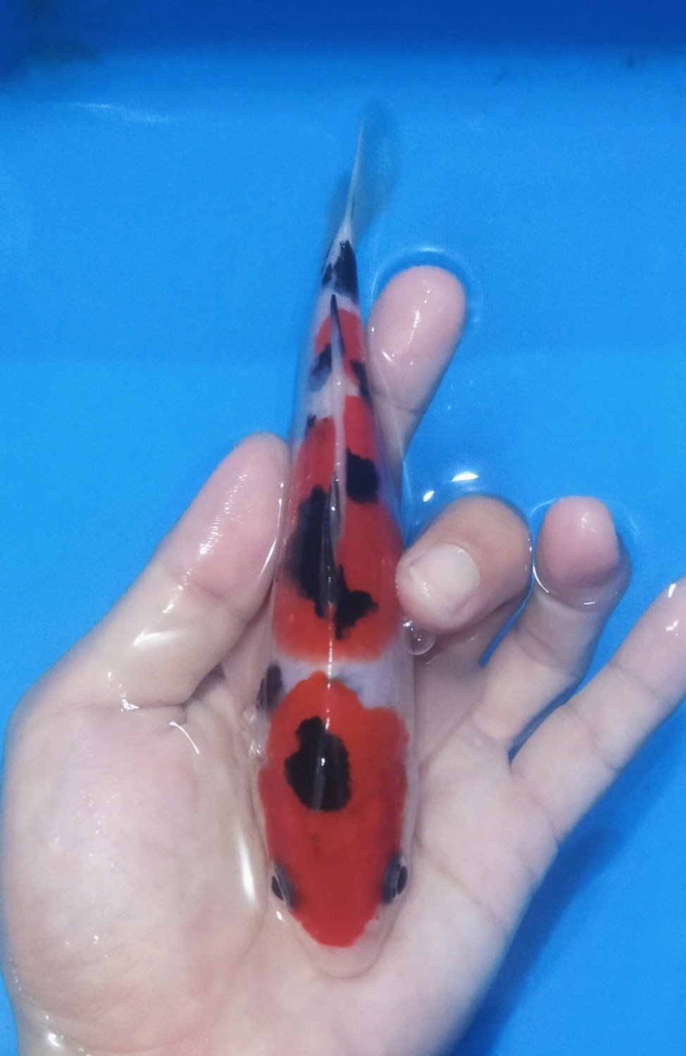Juara 2
