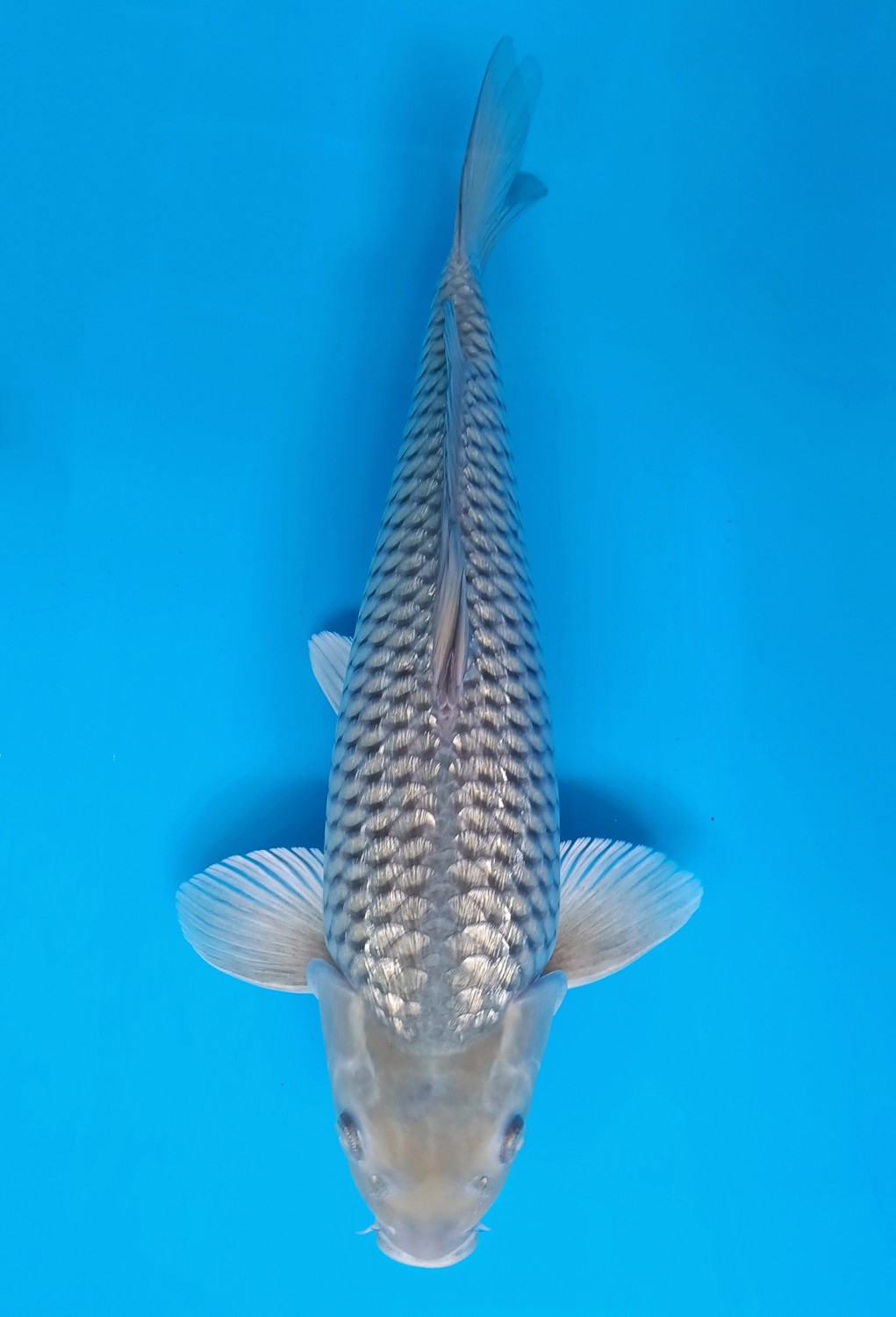 Juara 2