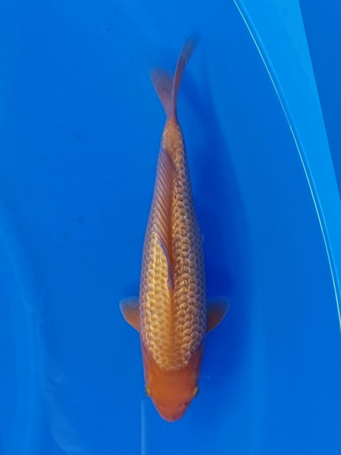 Juara 4
