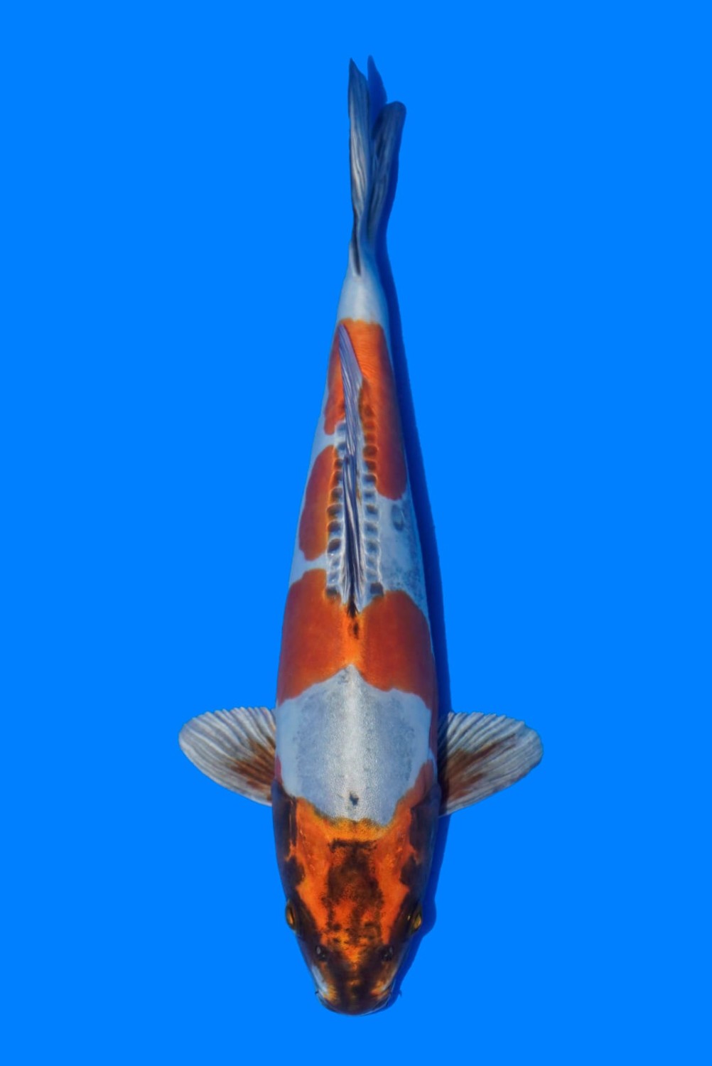 Juara 1