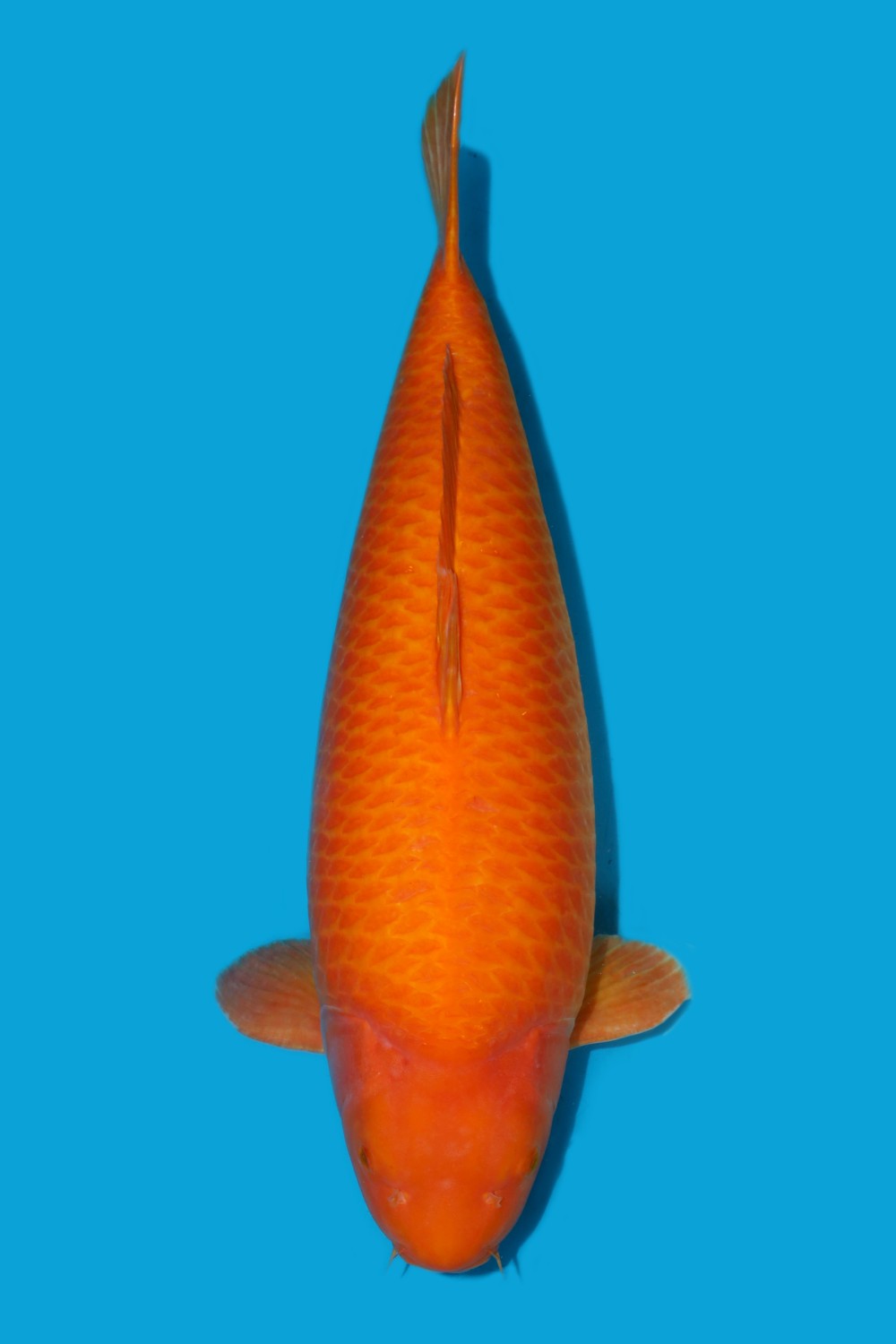 Juara 2