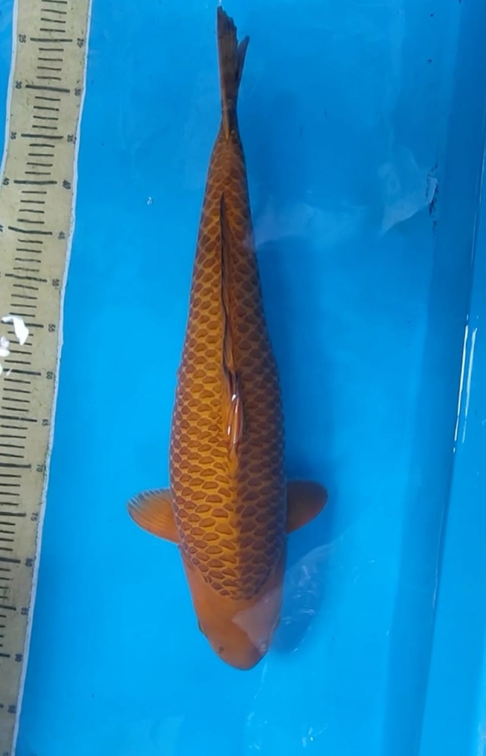 Juara 1