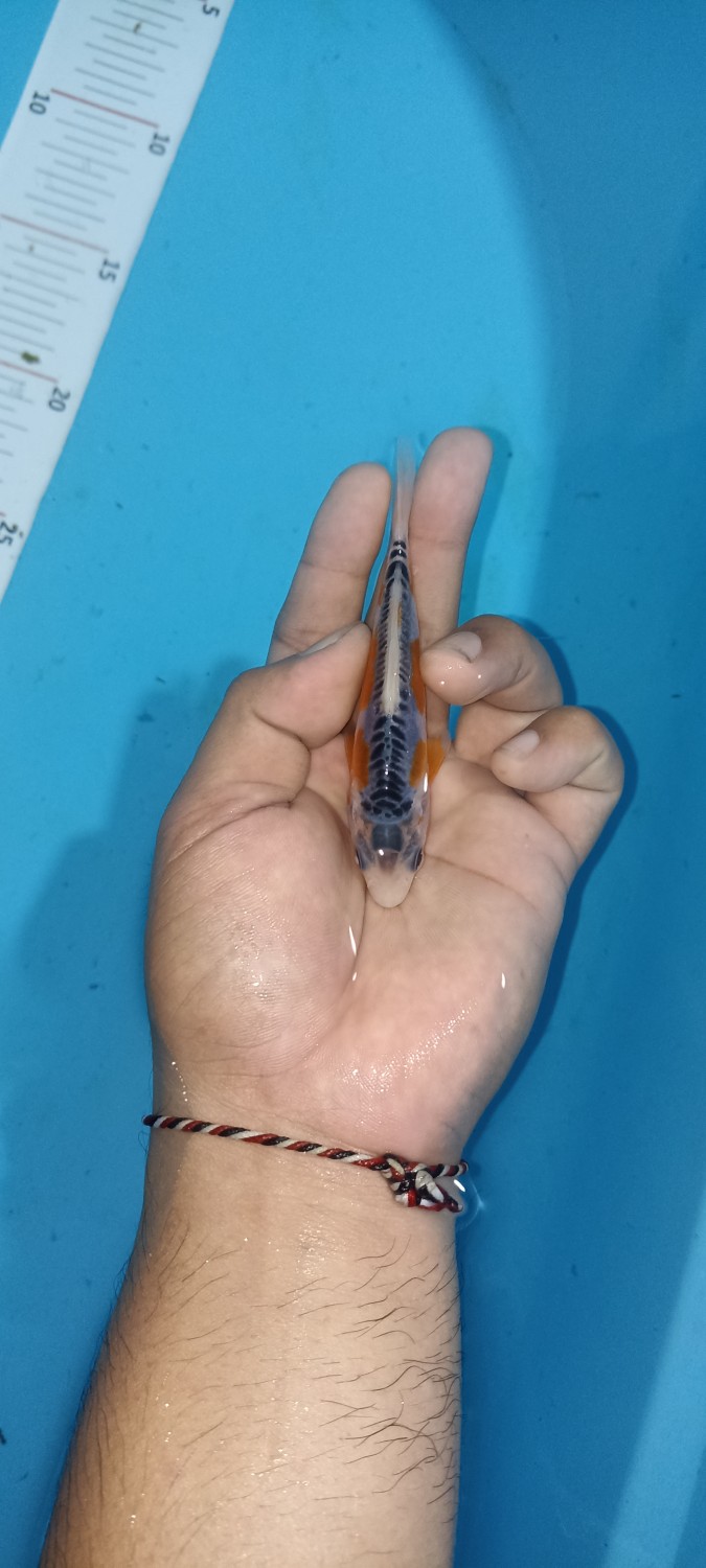 Juara 3