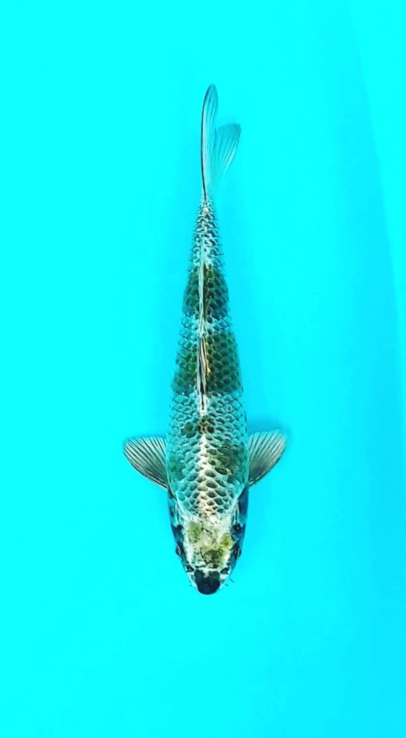 Juara 1