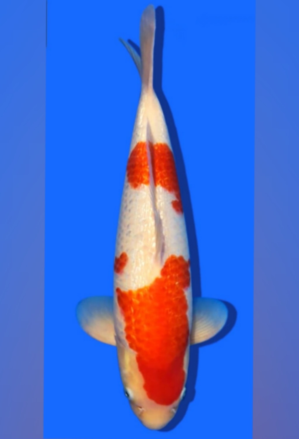 Juara 1