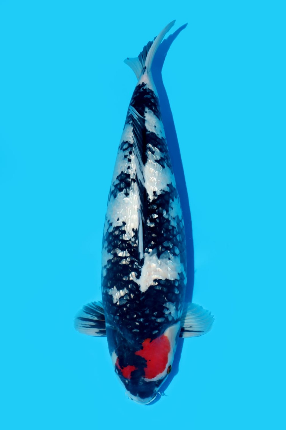 Juara 1