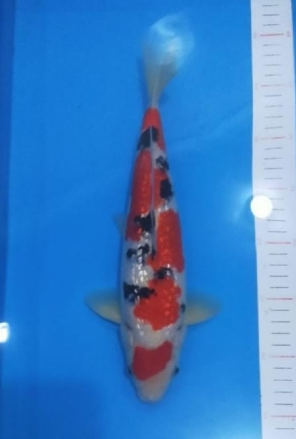 Best In Size B, 31 - 35 cm