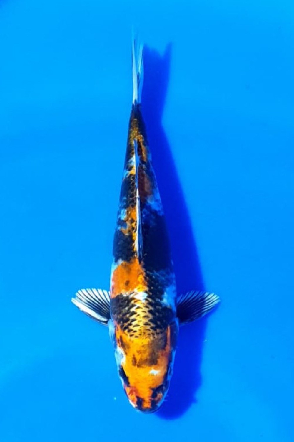 Juara 2