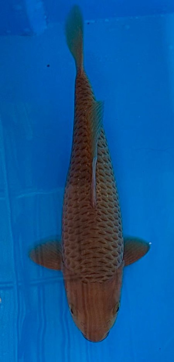Juara 4