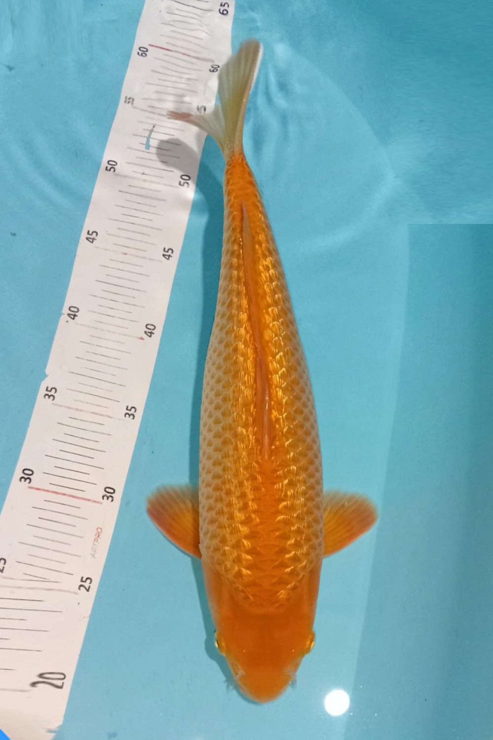 Juara 3