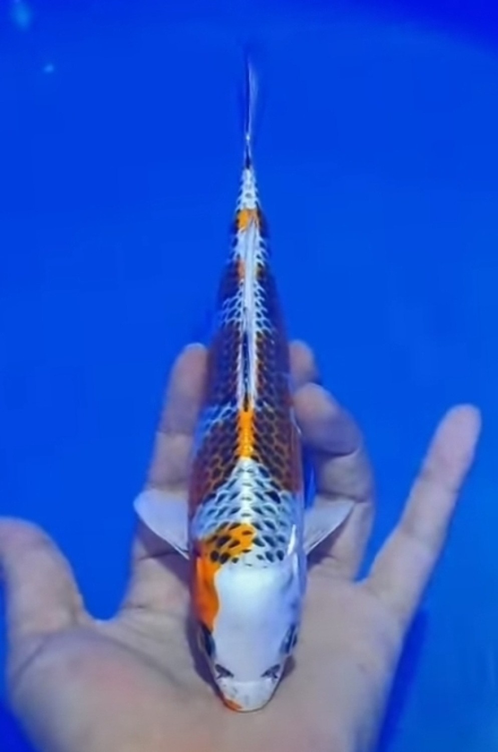 Juara 1