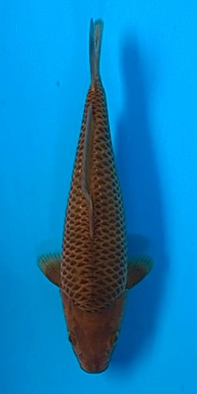 Juara 3