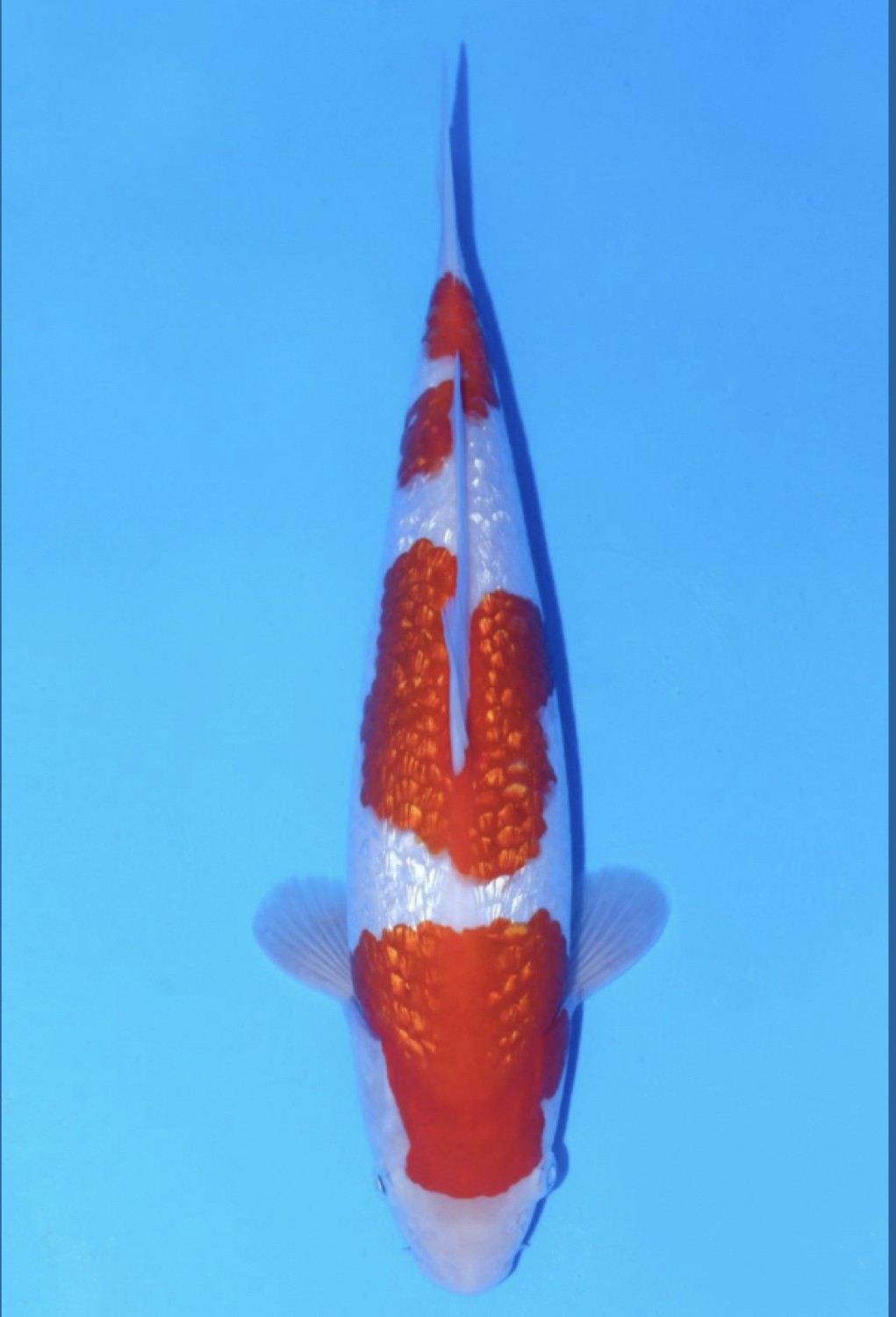 Juara 2