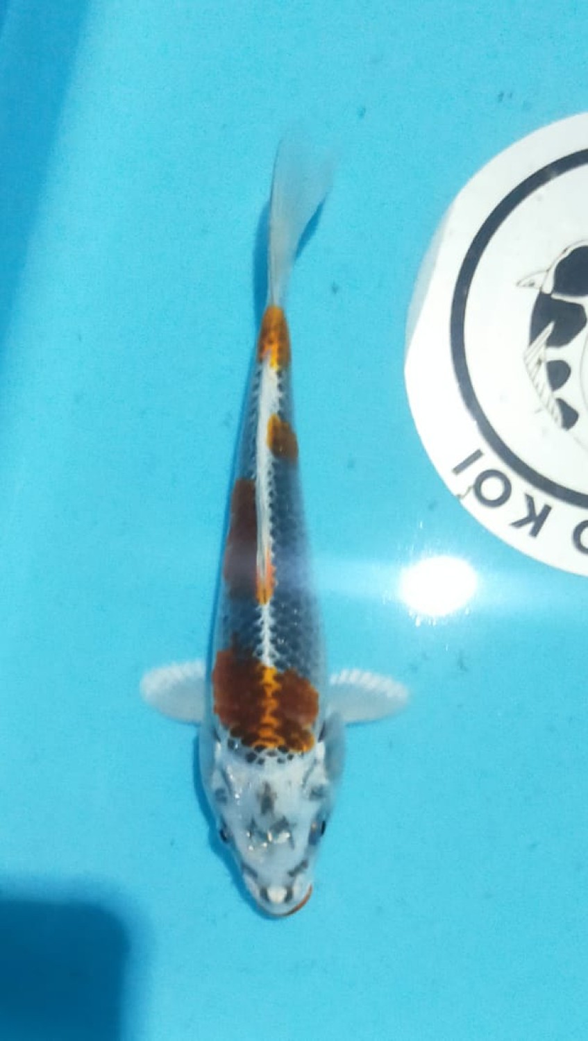 Juara 2