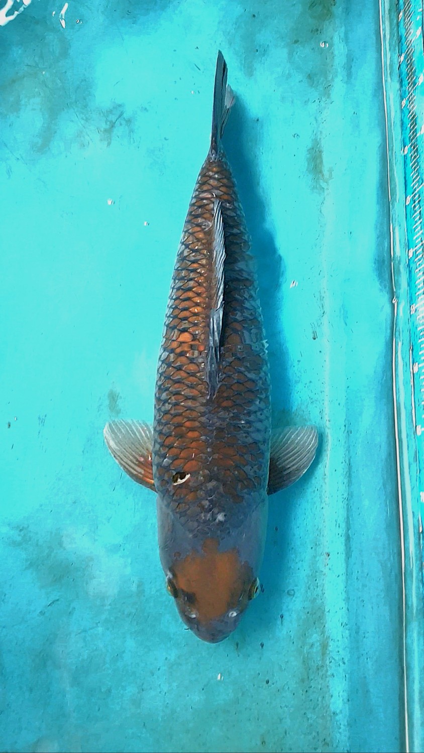 Juara 2