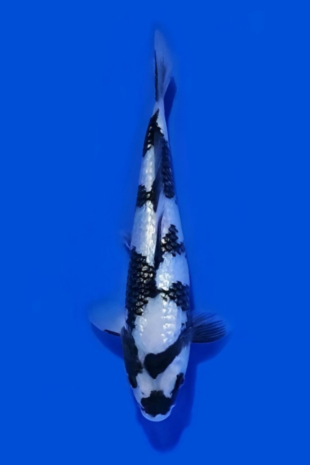 Juara 1