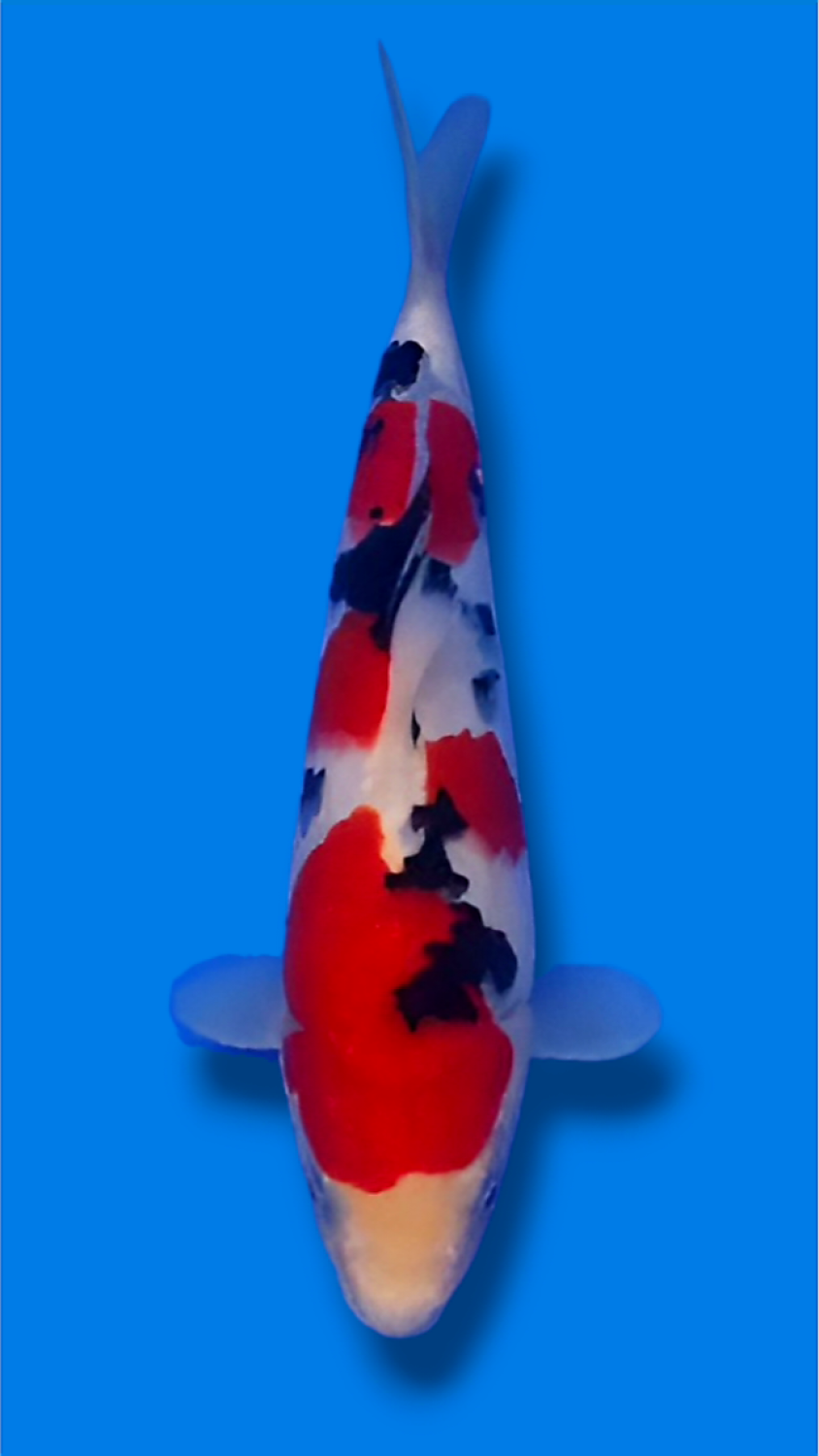 Juara 3