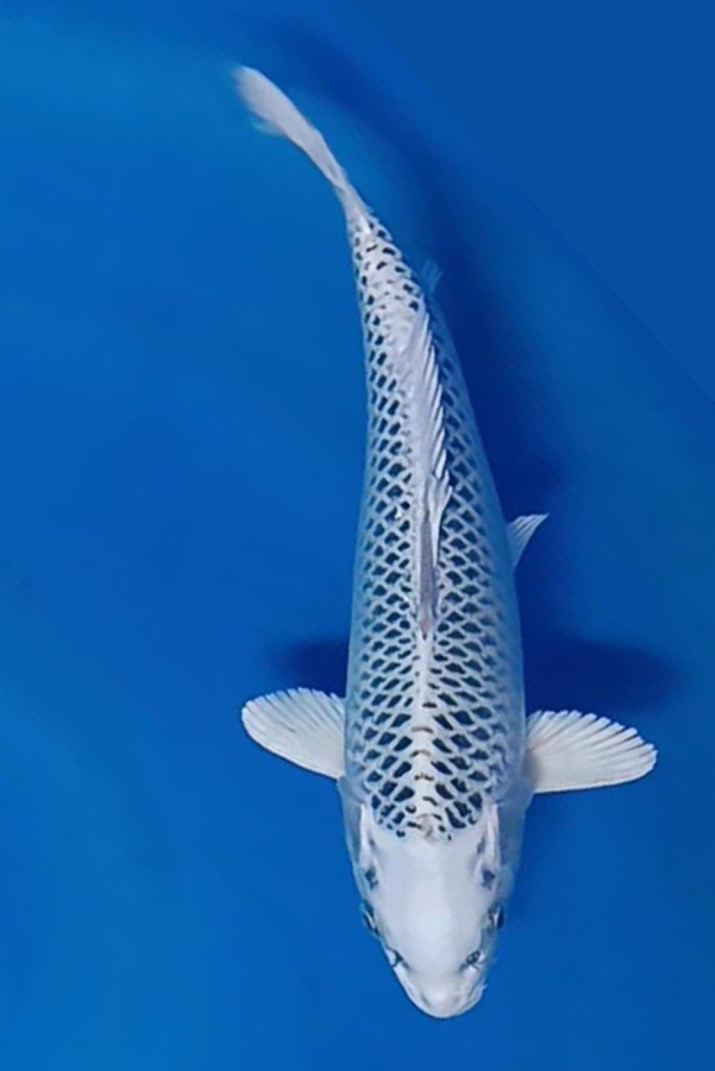 Juara 2