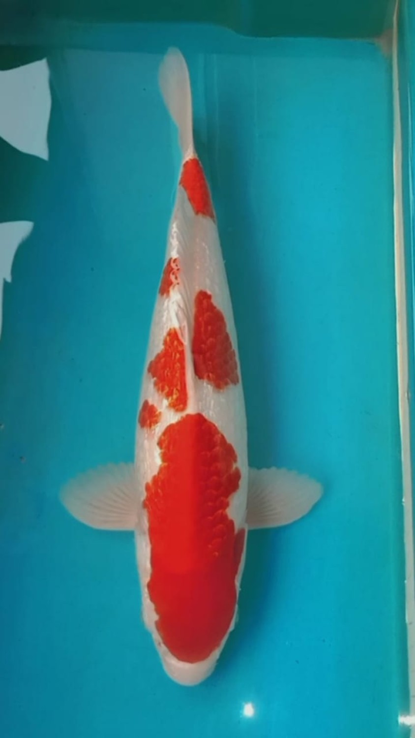 Juara 3