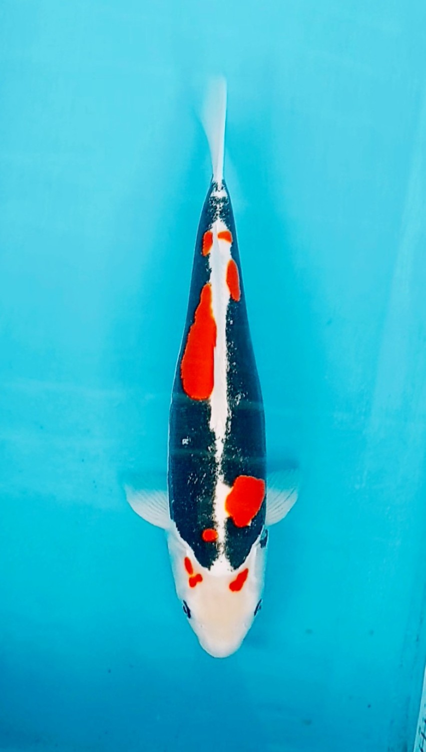 Juara 5