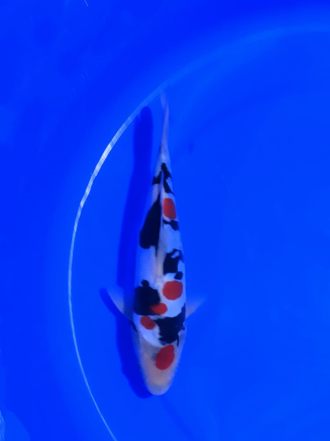 Juara 2