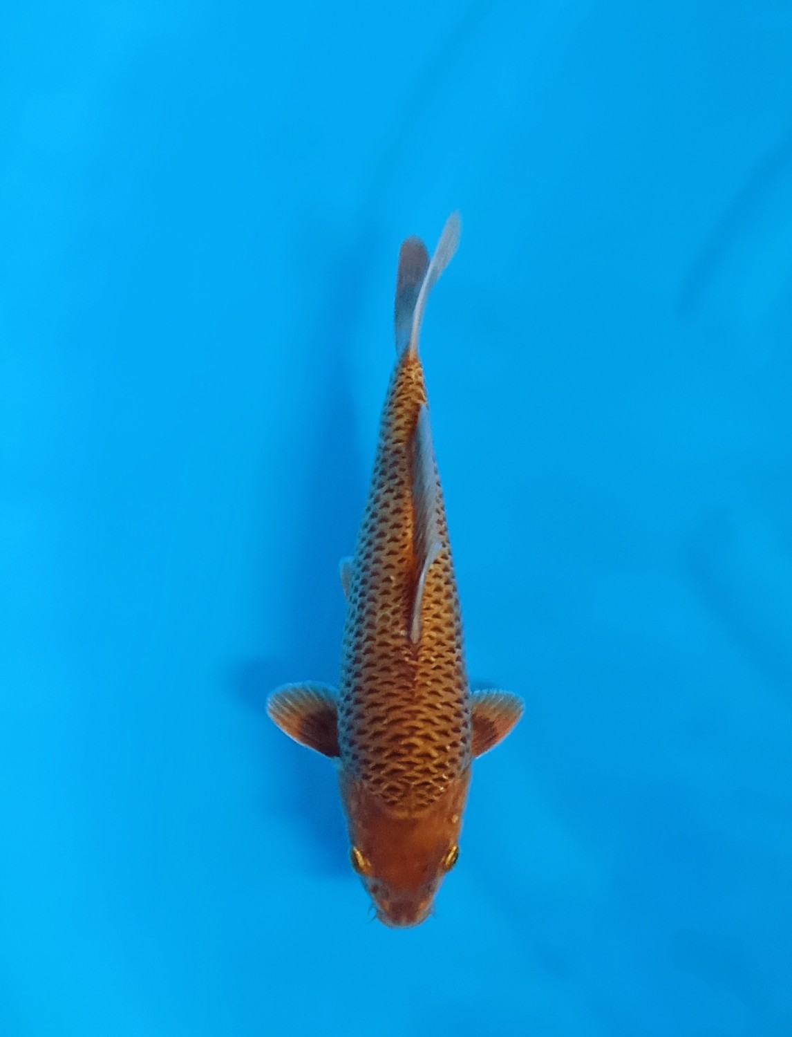 Juara 5