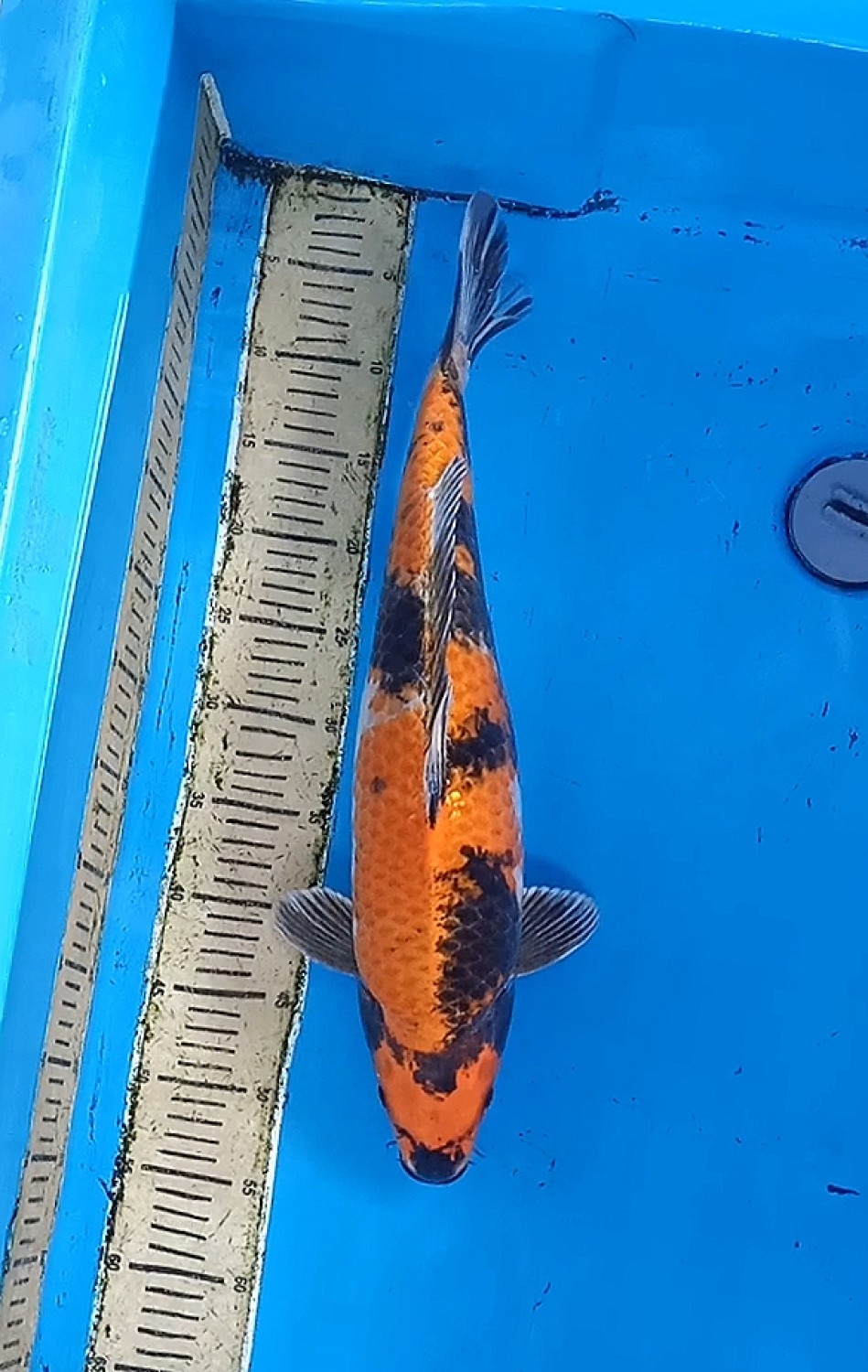 Best In Size D, 51 - 55 cm