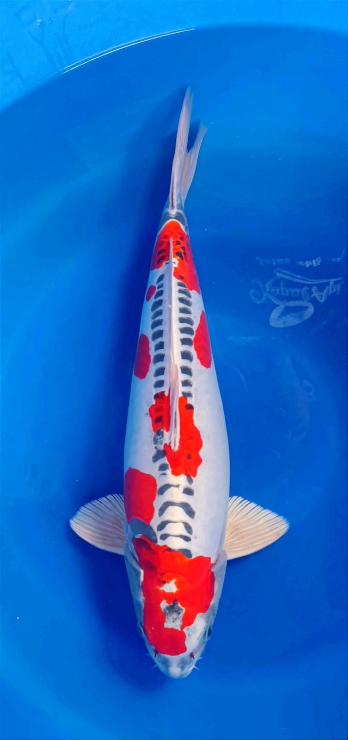 Juara 1