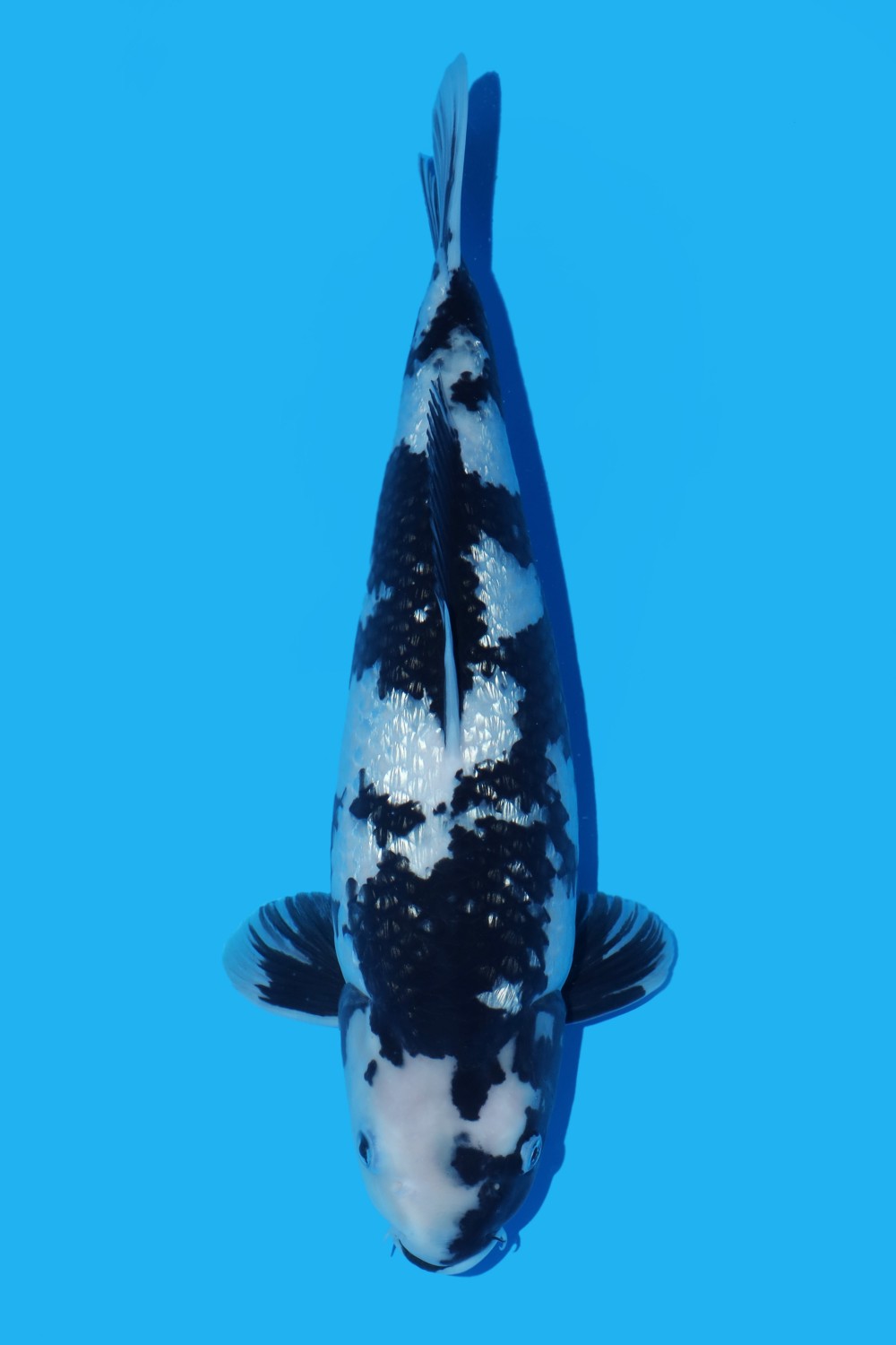 Juara 3