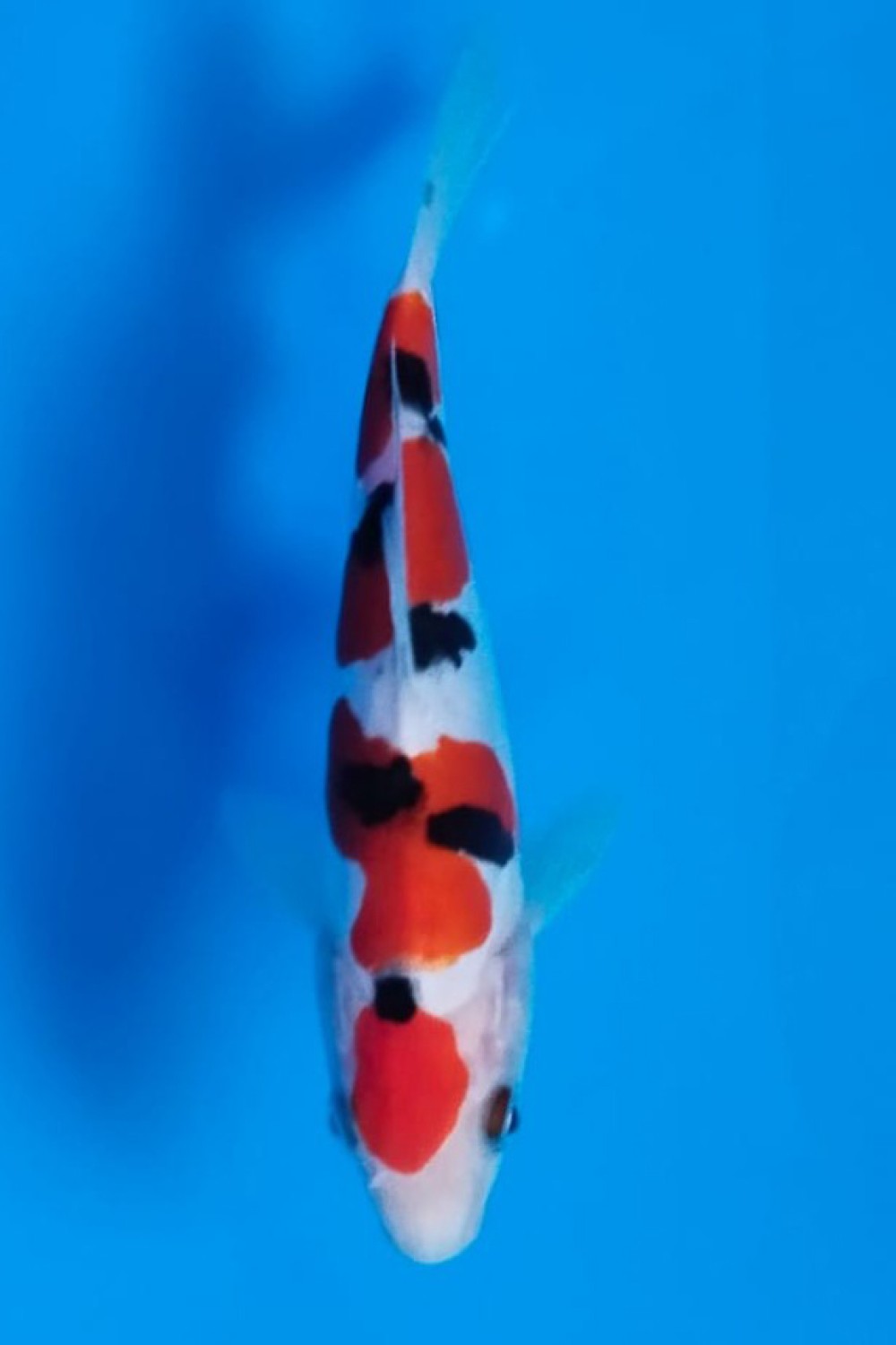 Juara 5