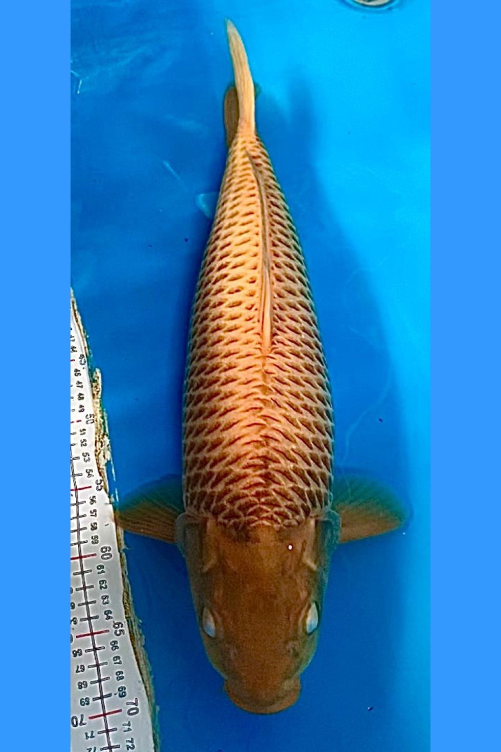 Juara 1