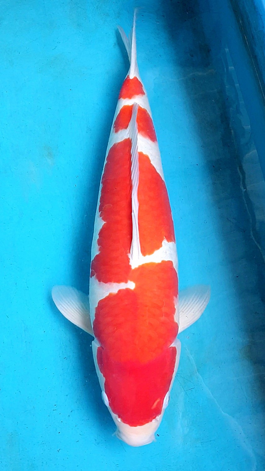 Juara 2