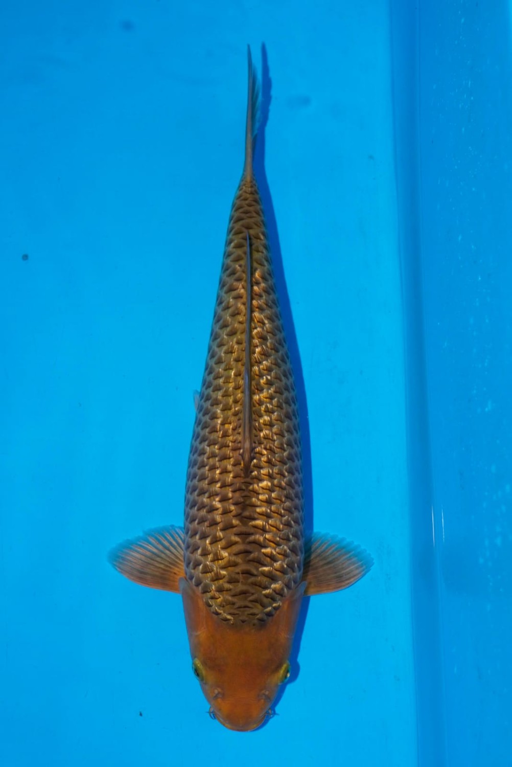Juara 5