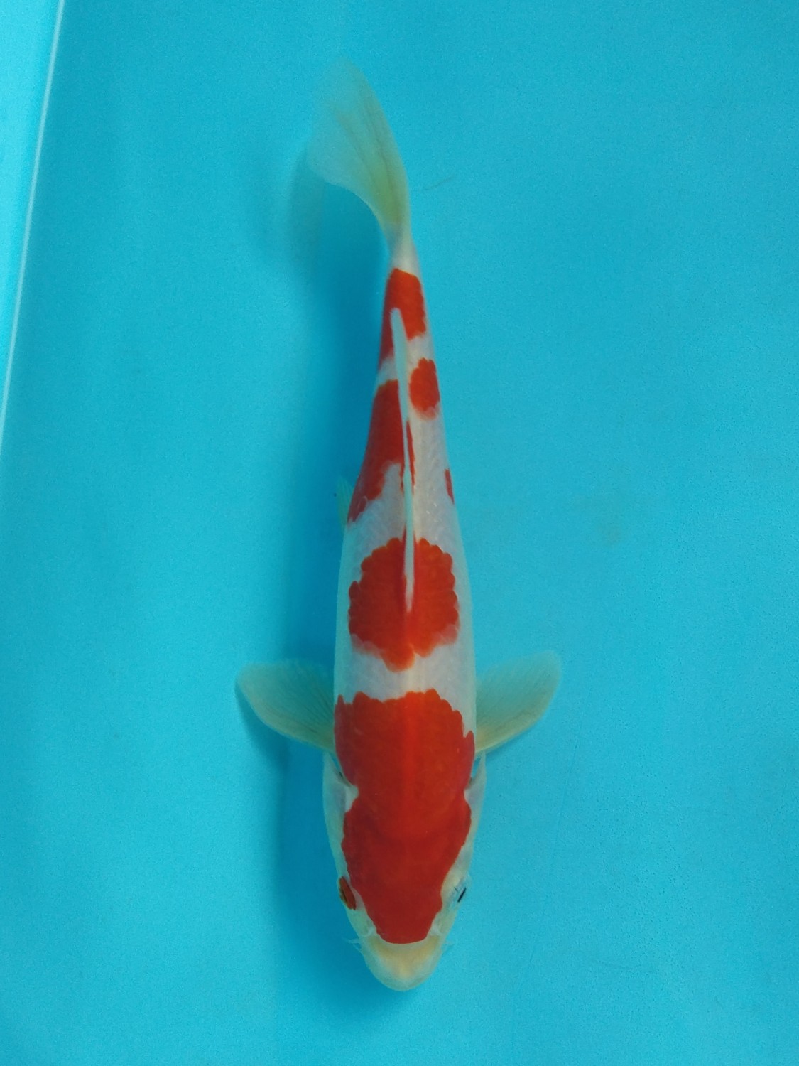 Juara 1