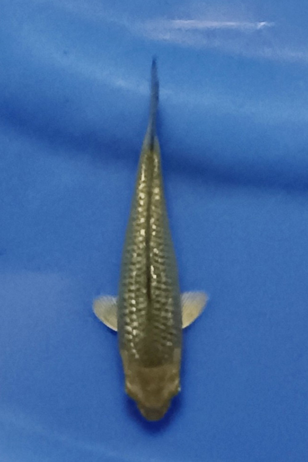 Juara 2