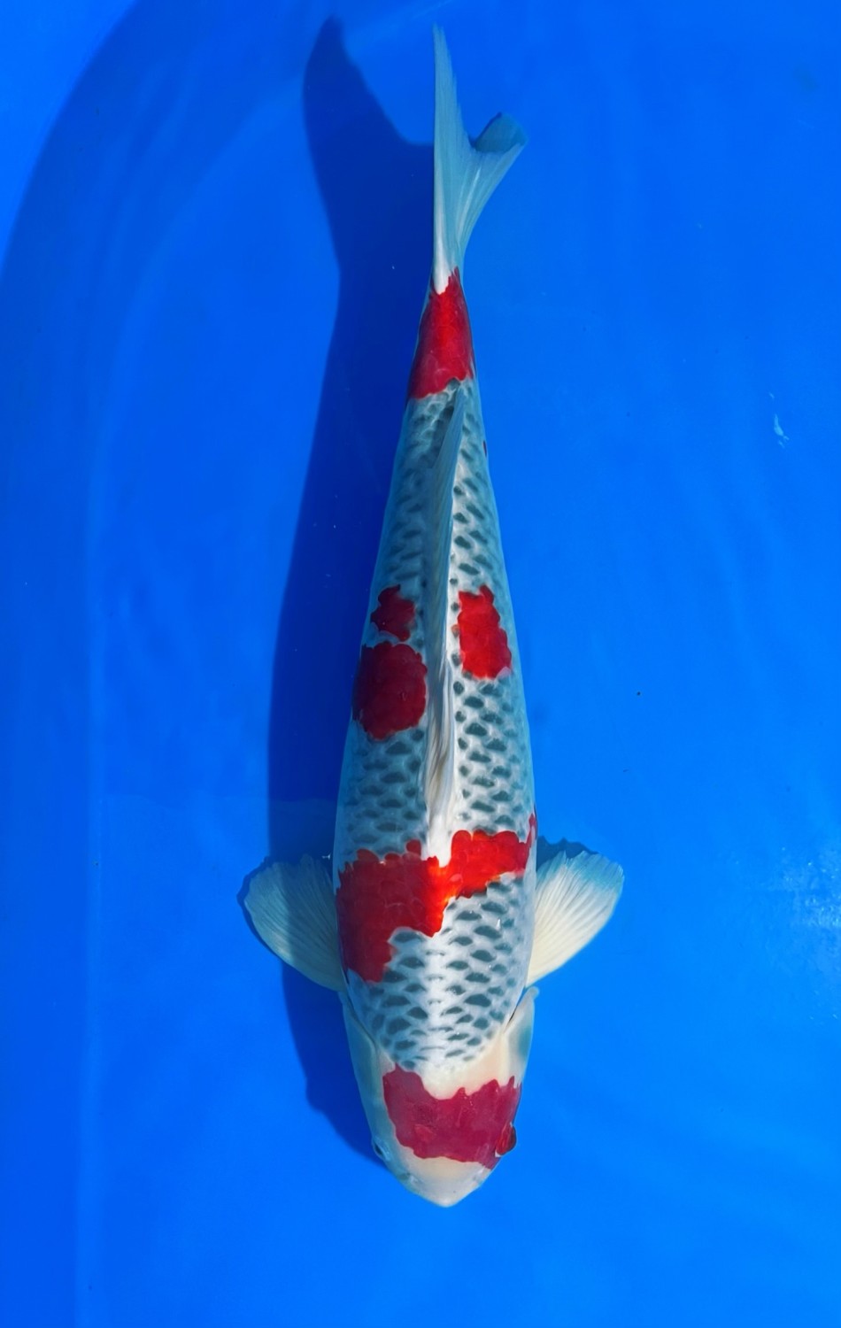 Juara 3