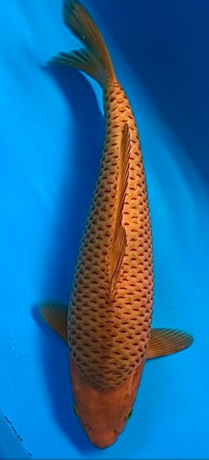 Juara 5