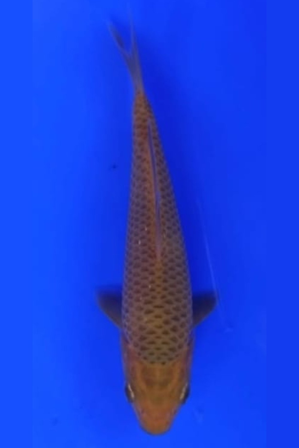 Juara 3